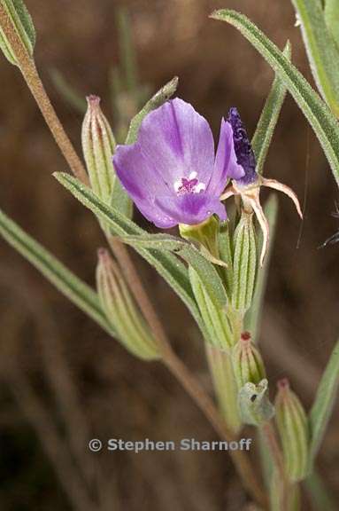 clarkia purpurea ssp quadrivulnera 9 graphic